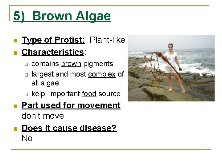 5) Brown Algae n n Type of Protist: Plant-like Characteristics: q q q n 5) Brown Algae n n Type of Protist: Plant-like Characteristics: q q q n