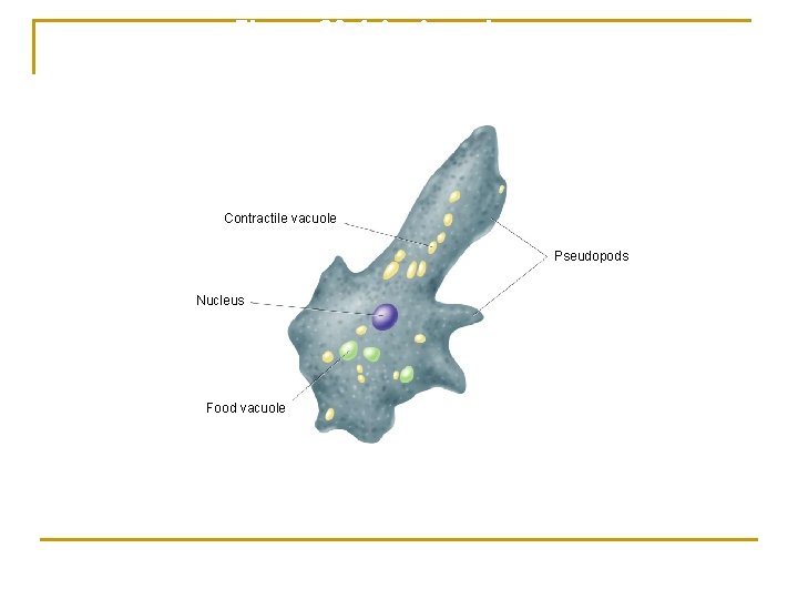 Figure 20 -4 An Amoeba Section 20 -2 Contractile vacuole Pseudopods Nucleus Food vacuole