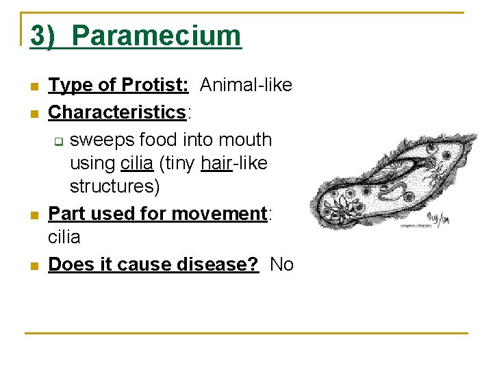 3) Paramecium n n Type of Protist: Animal-like Characteristics: q sweeps food into mouth