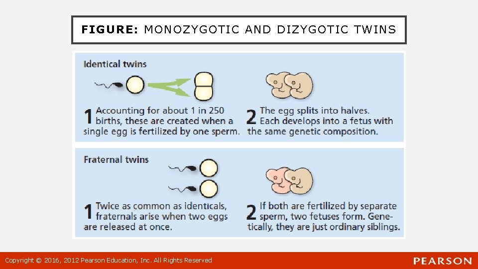 FIGURE: MONOZYGOTIC AND DIZYGOTIC TWINS Copyright © 2016, 2012 Pearson Education, Inc. All Rights