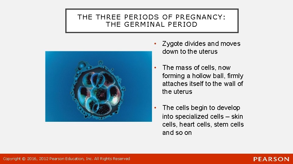 THE THREE PERIODS OF PREGNANCY: THE GERMINAL PERIOD • Zygote divides and moves down