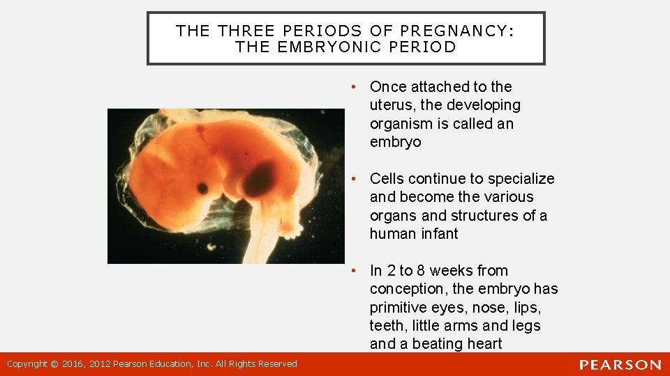 THE THREE PERIODS OF PREGNANCY: THE EMBRYONIC PERIOD • Once attached to the uterus,