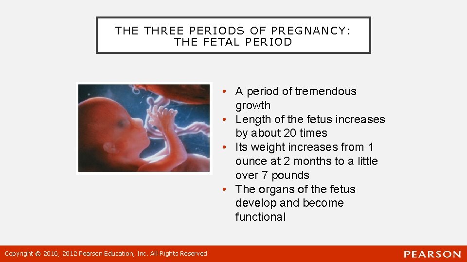 THE THREE PERIODS OF PREGNANCY: THE FETAL PERIOD • A period of tremendous growth