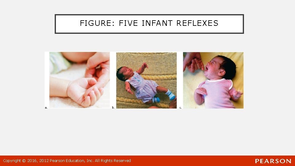 FIGURE: FIVE INFANT REFLEXES Copyright © 2016, 2012 Pearson Education, Inc. All Rights Reserved
