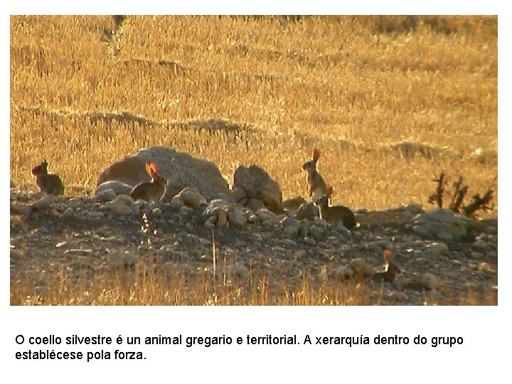 O coello silvestre é un animal gregario e territorial. A xerarquía dentro do grupo