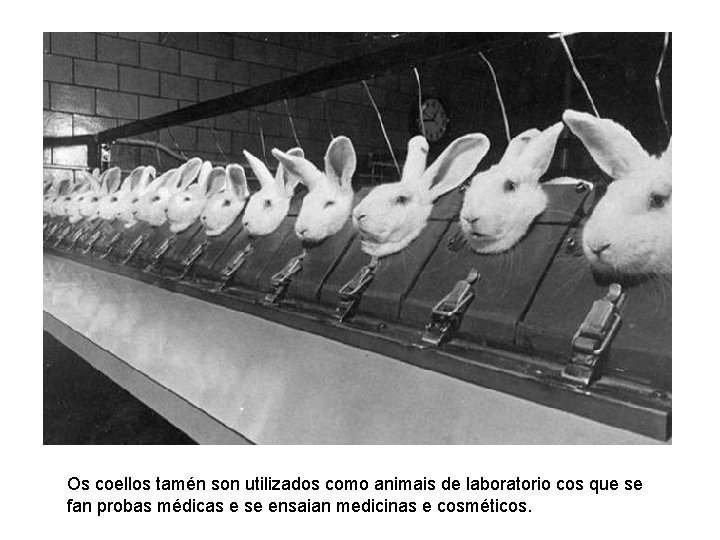 Os coellos tamén son utilizados como animais de laboratorio cos que se fan probas