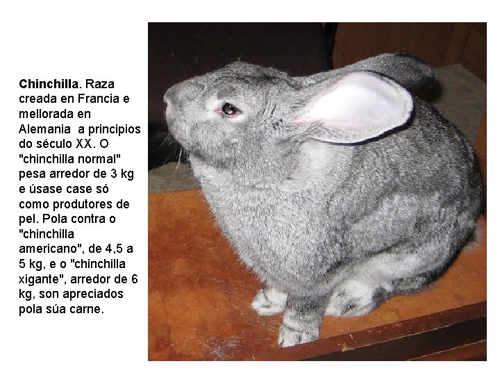 Chinchilla. Raza creada en Francia e mellorada en Alemania a principios do século XX.