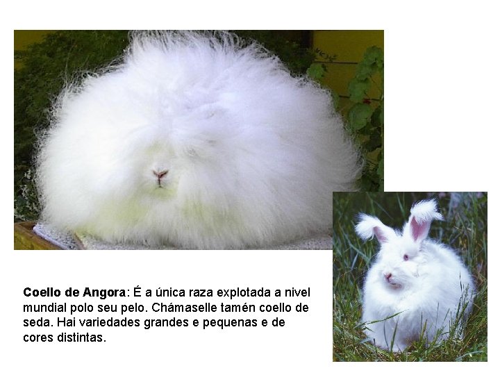 Coello de Angora: É a única raza explotada a nivel mundial polo seu pelo.