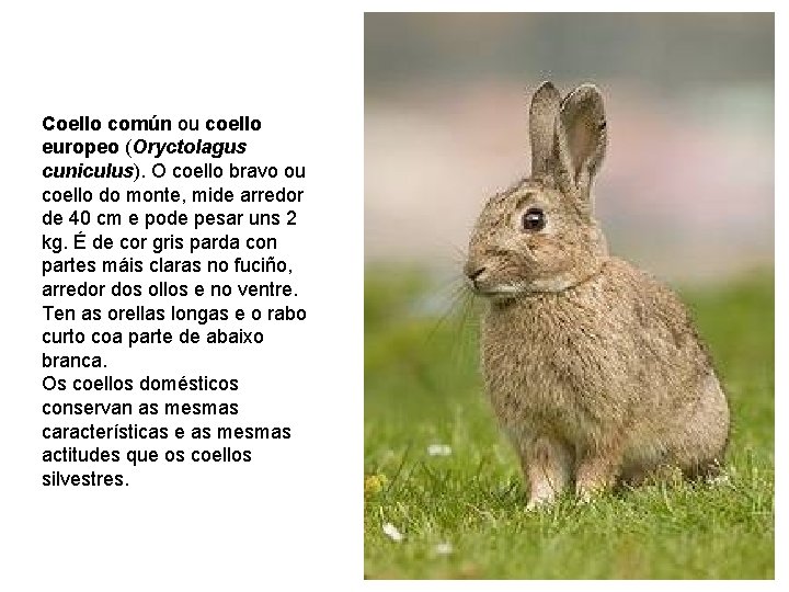 Coello común ou coello europeo (Oryctolagus cuniculus). O coello bravo ou coello do monte,