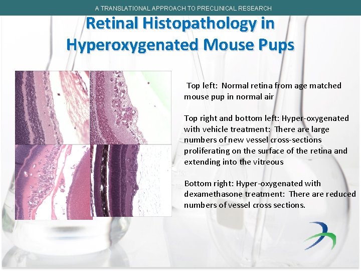 A TRANSLATIONAL APPROACH TO PRECLINICAL RESEARCH Retinal Histopathology in Hyperoxygenated Mouse Pups Top left: