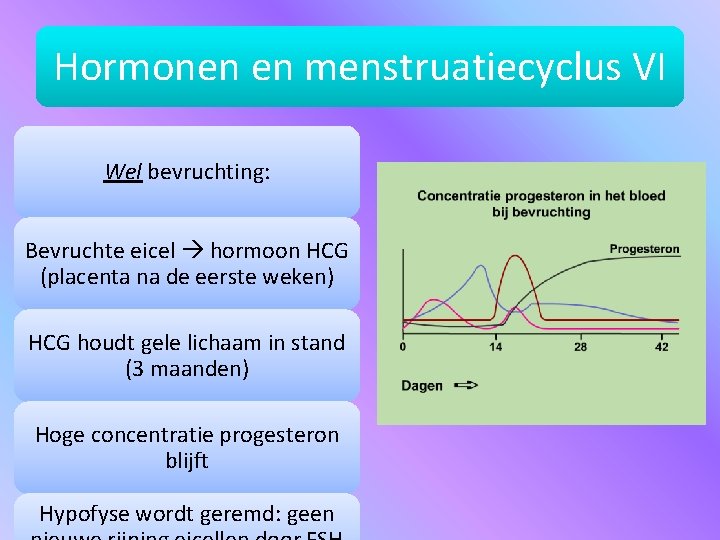 Hormonen en menstruatiecyclus VI Wel bevruchting: Bevruchte eicel hormoon HCG (placenta na de eerste