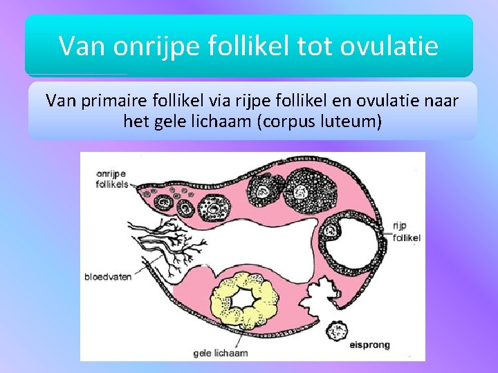 Van onrijpe follikel tot ovulatie Van primaire follikel via rijpe follikel en ovulatie naar