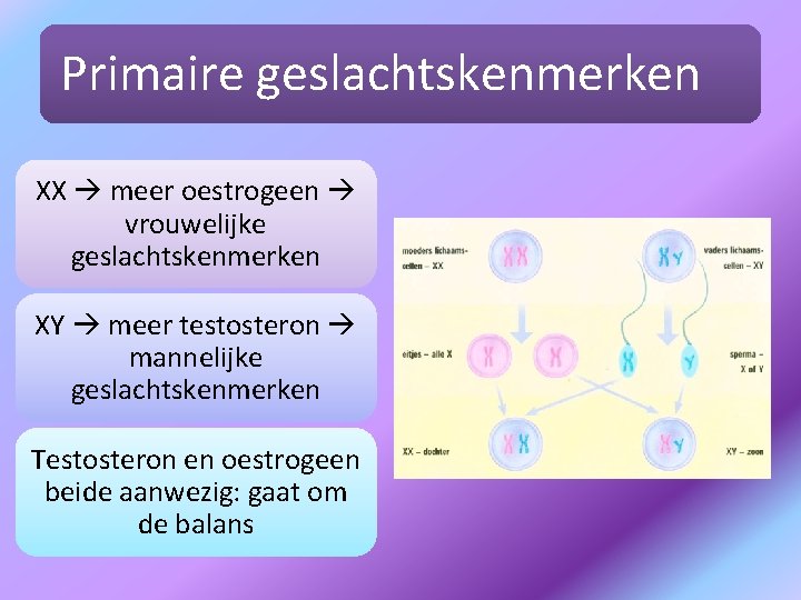 Primaire geslachtskenmerken XX meer oestrogeen vrouwelijke geslachtskenmerken XY meer testosteron mannelijke geslachtskenmerken Testosteron en