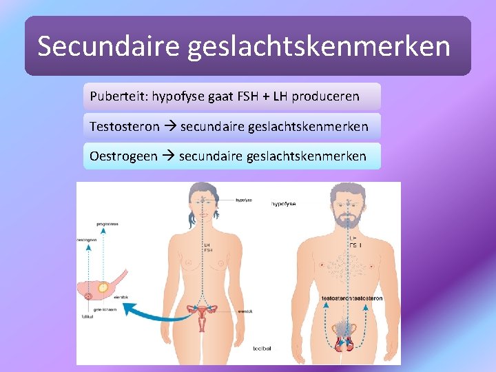 Secundaire geslachtskenmerken Puberteit: hypofyse gaat FSH + LH produceren Testosteron secundaire geslachtskenmerken Oestrogeen secundaire