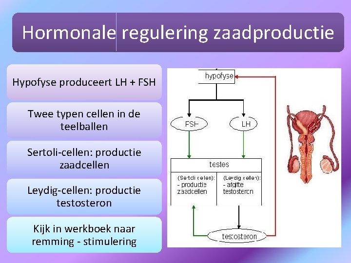 Hormonale regulering zaadproductie Hypofyse produceert LH + FSH Twee typen cellen in de teelballen