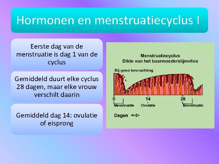 Hormonen en menstruatiecyclus I Eerste dag van de menstruatie is dag 1 van de