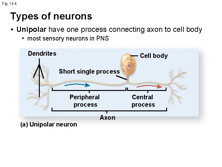 Fig. 14. 4 Types of neurons • Unipolar have one process connecting axon to