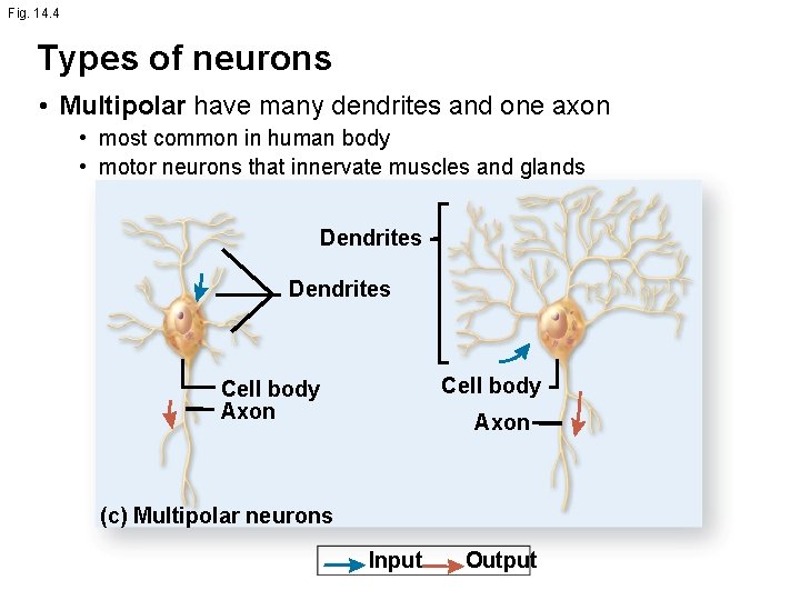 Fig. 14. 4 Types of neurons • Multipolar have many dendrites and one axon