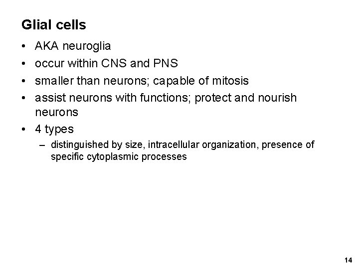 Glial cells • • AKA neuroglia occur within CNS and PNS smaller than neurons;