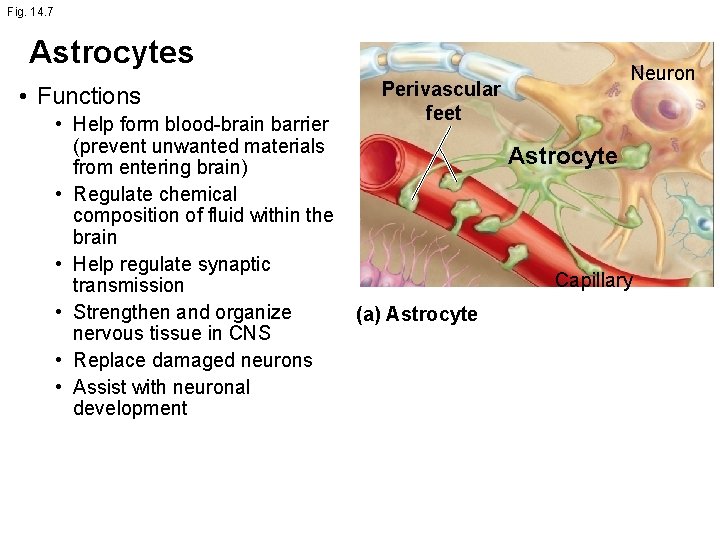 Fig. 14. 7 Astrocytes • Functions Neuron Perivascular feet • Help form blood-brain barrier