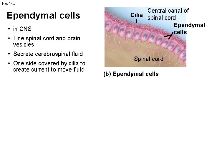 Fig. 14. 7 Ependymal cells • in CNS • Line spinal cord and brain