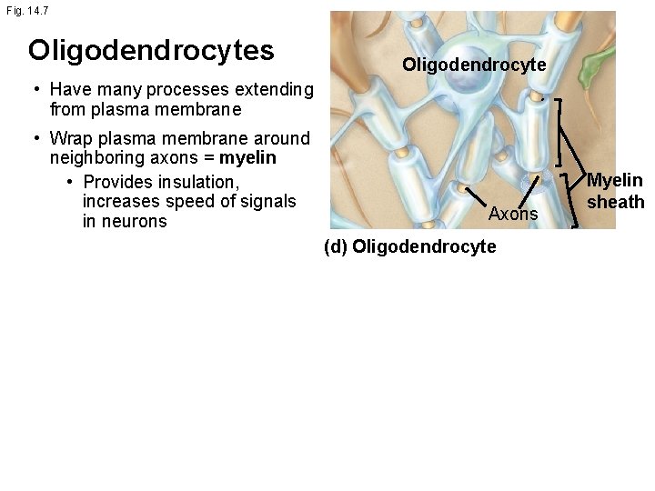 Fig. 14. 7 Oligodendrocytes Oligodendrocyte • Have many processes extending from plasma membrane •