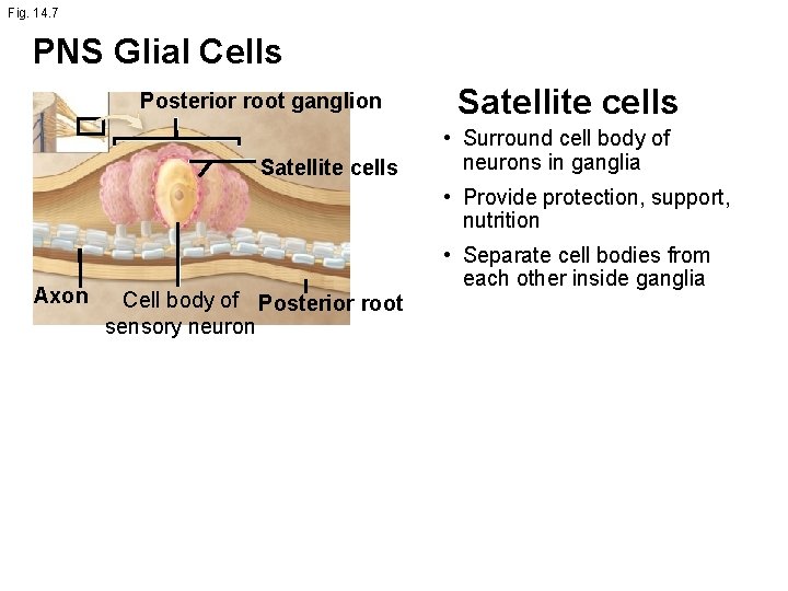 Fig. 14. 7 PNS Glial Cells Posterior root ganglion Satellite cells • Surround cell