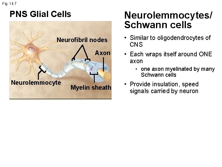 Fig. 14. 7 PNS Glial Cells Neurolemmocytes/ Schwann cells Neurofibril nodes Axon • Similar