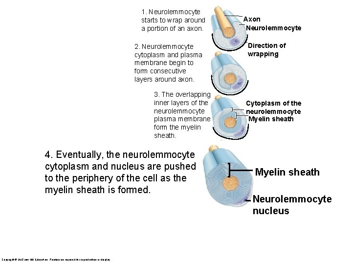 1. Neurolemmocyte starts to wrap around a portion of an axon. 2. Neurolemmocyte cytoplasm