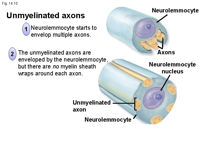 Fig. 14. 10 Unmyelinated axons Neurolemmocyte 1 Neurolemmocyte starts to envelop multiple axons. 2