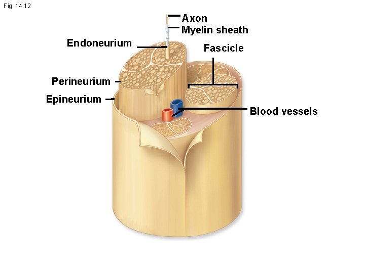 Fig. 14. 12 Axon Myelin sheath Endoneurium Fascicle Perineurium Epineurium Blood vessels 