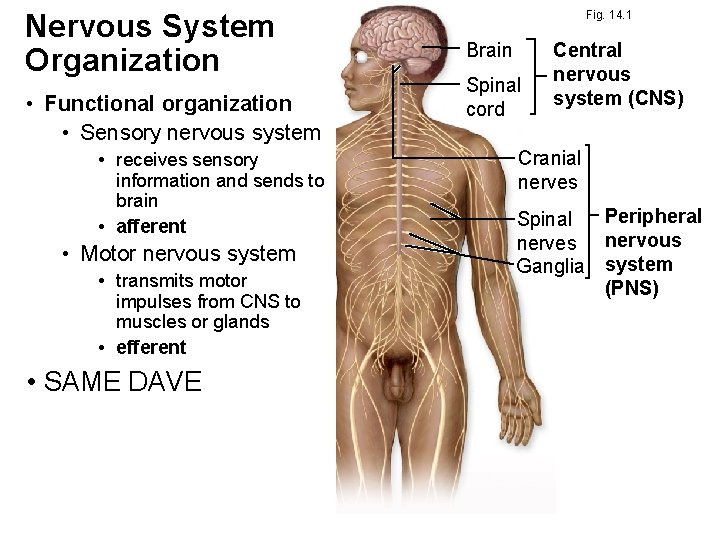 Nervous System Organization • Functional organization • Sensory nervous system • receives sensory information