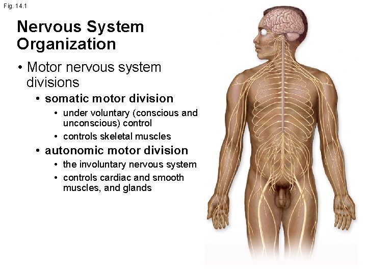 Fig. 14. 1 Nervous System Organization • Motor nervous system divisions • somatic motor