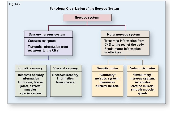 Fig. 14. 2 Functional Organization of the Nervous System Nervous system Sensory nervous system