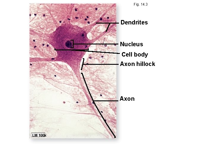 Fig. 14. 3 Dendrites Nucleus Cell body Axon hillock Axon LM 100 x 