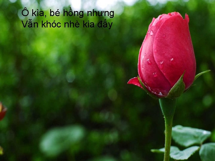 Ô kìa, bé hồng nhưng Vẫn khóc nhè kia đấy 