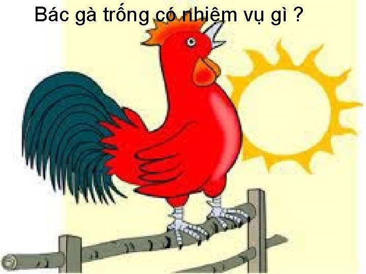 Bác gà trống có nhiệm vụ gì ? 