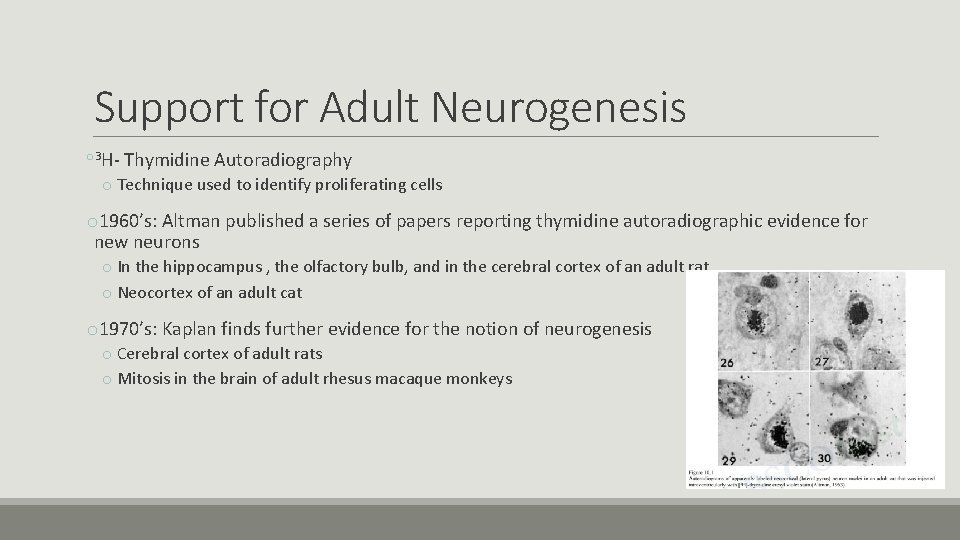 Support for Adult Neurogenesis o 3 H- Thymidine Autoradiography o Technique used to identify