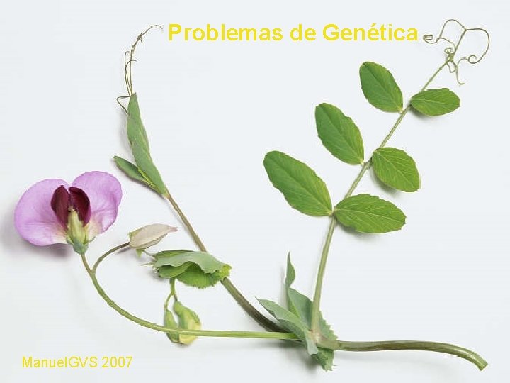 Problemas de Genética Manuel. GVS 2007 