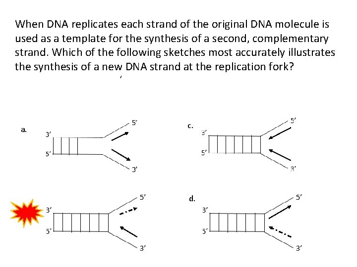 When DNA replicates each strand of the original DNA molecule is used as a
