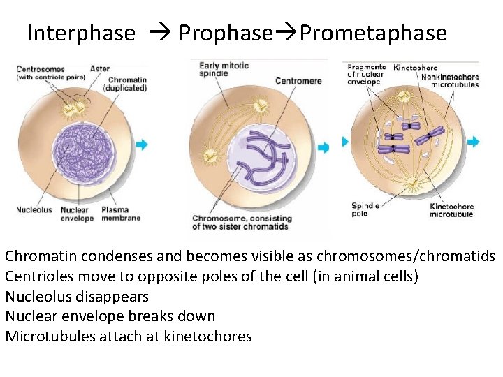 Interphase Prophase Prometaphase Chromatin condenses and becomes visible as chromosomes/chromatids Centrioles move to opposite