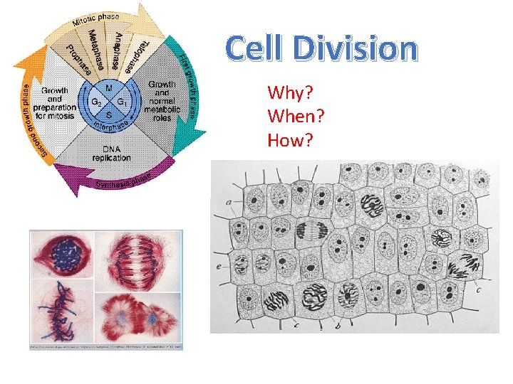 Cell Division Why? When? How? 