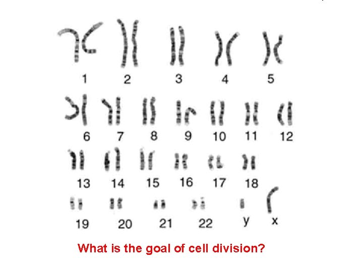 What is the goal of cell division? 