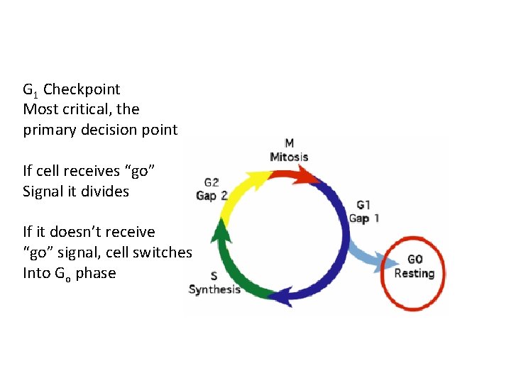 G 1 Checkpoint Most critical, the primary decision point If cell receives “go” Signal