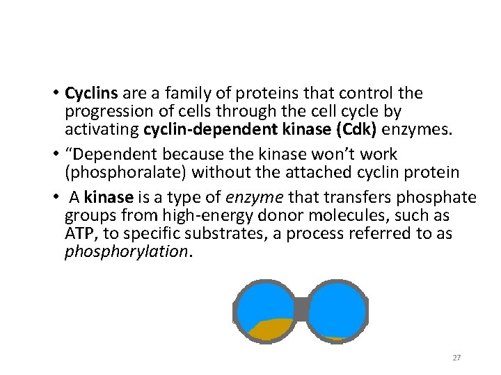 Cyclins vs. Kinases • Cyclins are a family of proteins that control the progression