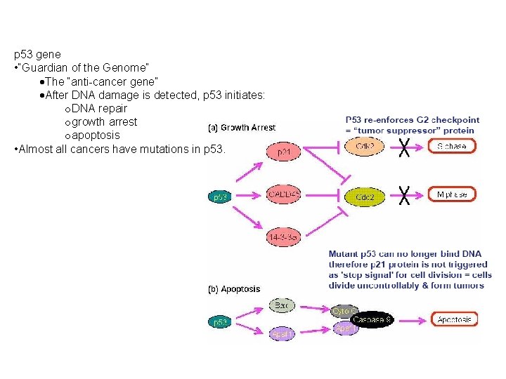 p 53 gene • “Guardian of the Genome” The “anti-cancer gene” After DNA damage