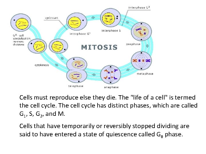 Cells must reproduce else they die. The "life of a cell" is termed the
