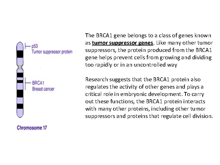 The BRCA 1 gene belongs to a class of genes known as tumor suppressor