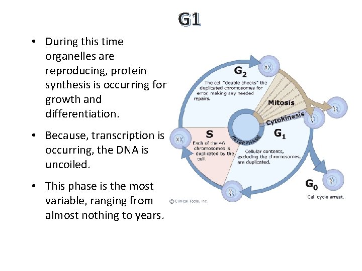 G 1 • During this time organelles are reproducing, protein synthesis is occurring for