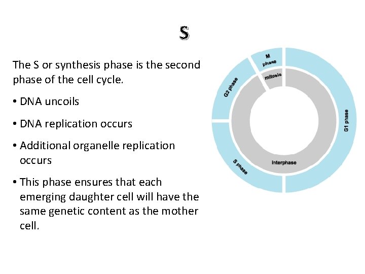 S The S or synthesis phase is the second phase of the cell cycle.